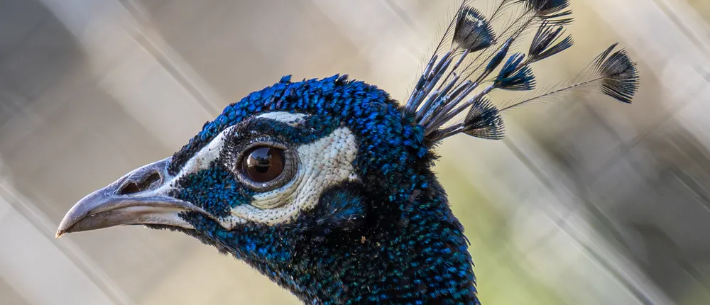 DSC_4545-Enhanced-NR_R