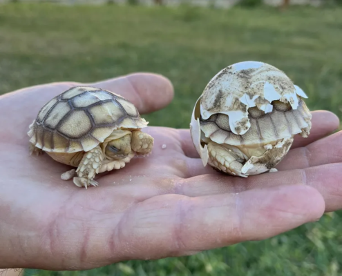 received_802838995170688